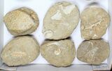 Flat: Cretaceous Marine Vertebrate Fossils - Pieces #96112-2